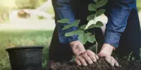 Посадка Аллеи Памяти