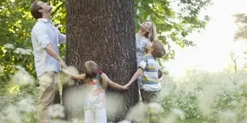 Дерево толерантности