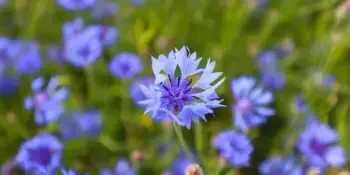 Мастер-класс "Белорусские васильки"