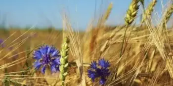 Единый урок, посвящённый Дню народного единства